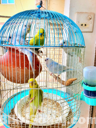 বাজরিগার পাখি এবং খাচাঁ সহ সম্পূর্ণ সেটআপ বিক্রি